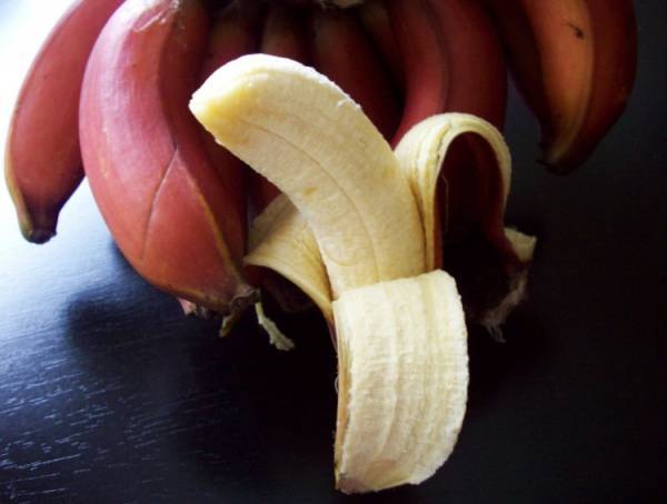 Bukan Api, Ini Si Jago Merah Yang Kaya Manfaat